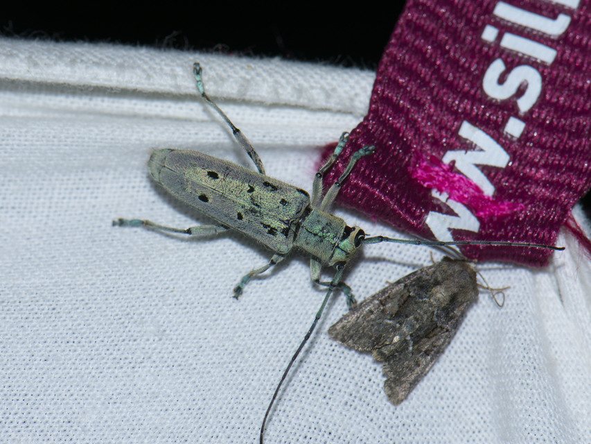 Saperda octopunctata - nyolcpontos cincér
