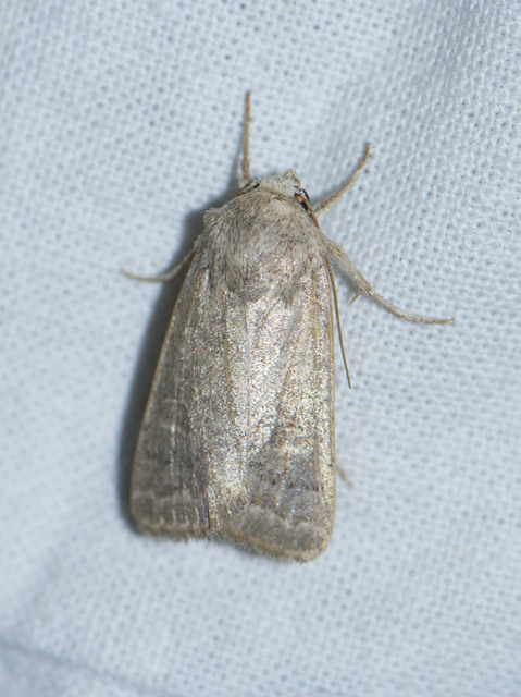 Hoplodrina