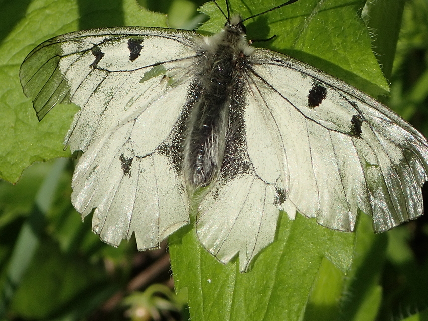 Parnassius mnemosyne - kis apollólepke