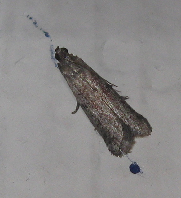 Pyralidae - fényiloncák