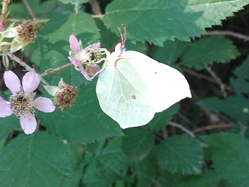 Gonepteryx rhamni - citromlepke