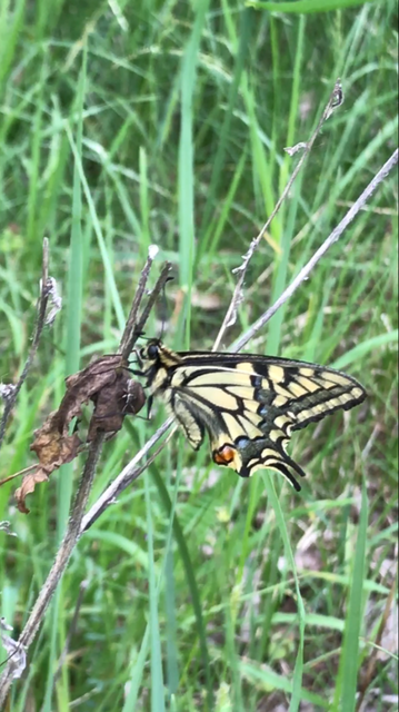 Papilio machaon - fecskefarkú lepke