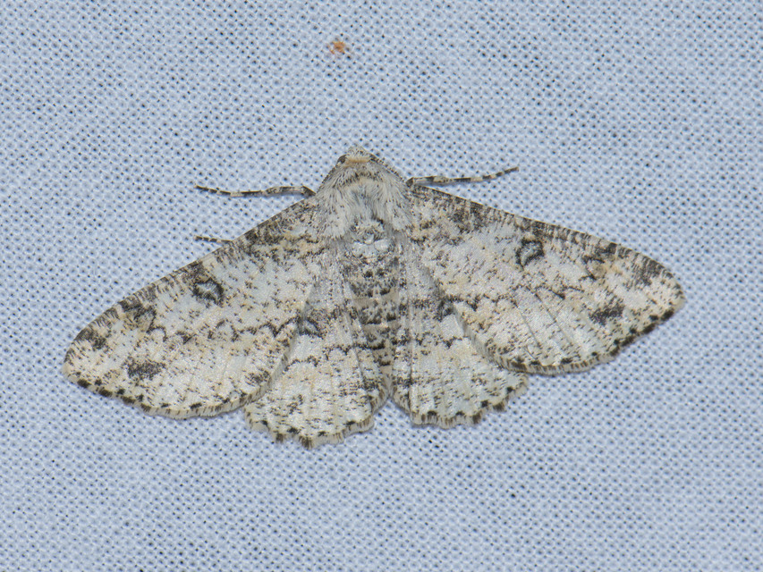 Ascotis selenaria - holdas faaraszoló