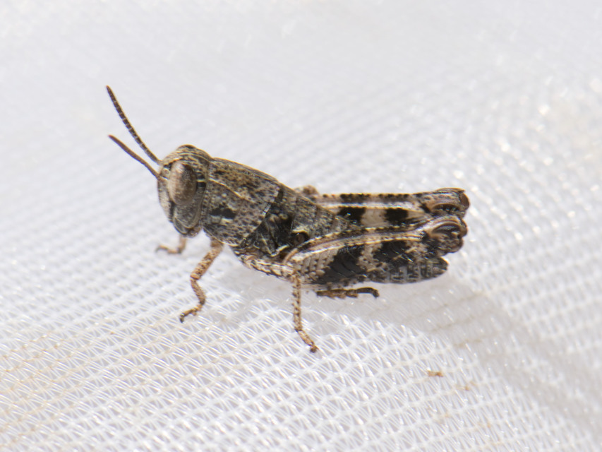 Calliptamus Calliptamus