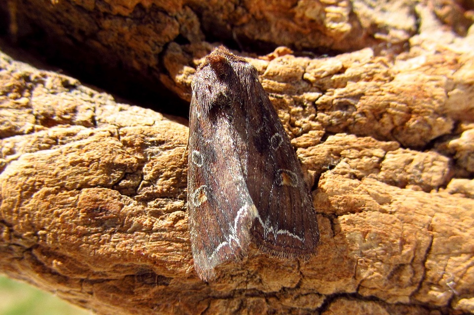 Lacanobia oleracea - saláta-kertibagoly