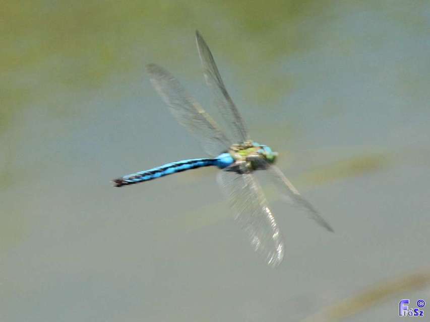 Anax imperator - zöld óriásacsa
