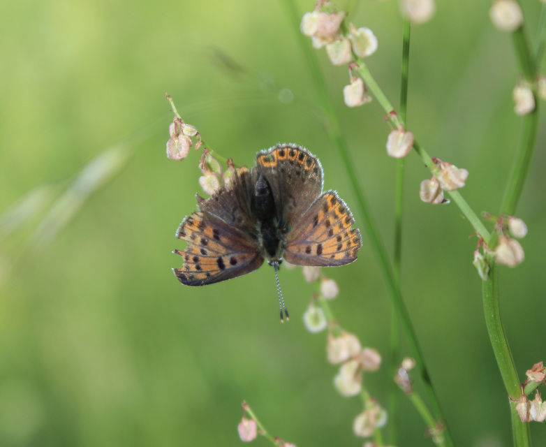 Lycaena tityrus - barna tűzlepke