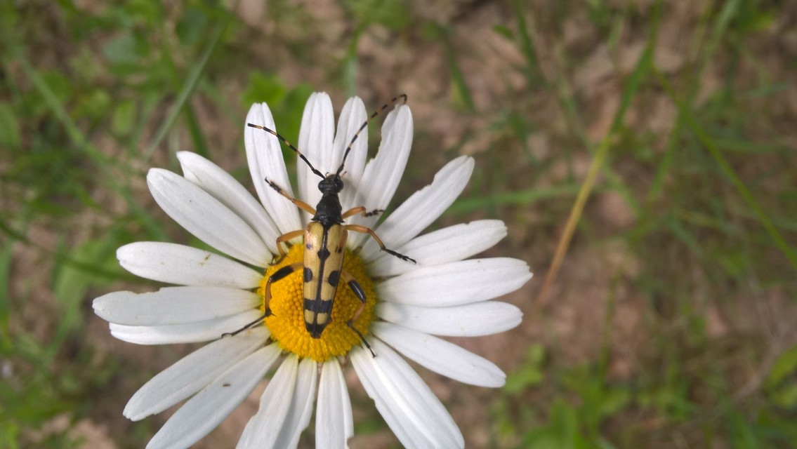 Rutpela maculata - tarkacsápú karcsúcincér