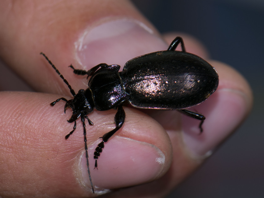 Carabus nemoralis - ligeti futrinka Carabus nemoralis - ligeti futrinka
