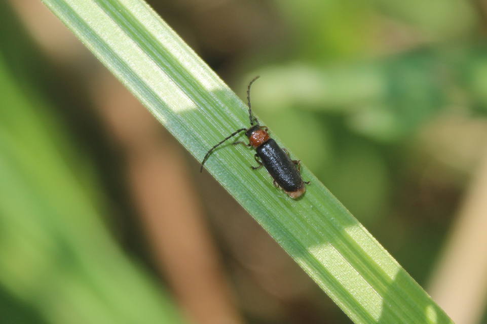 Crudosilis ruficollis - parti lágybogár