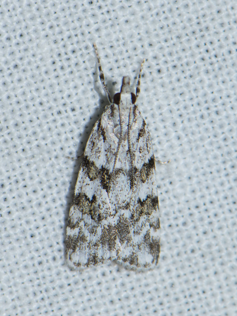 Scopariinae