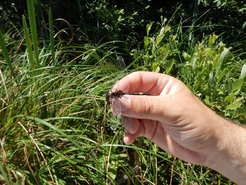 Leucorrhinia pectoralis - lápi álarcos-szitakötő