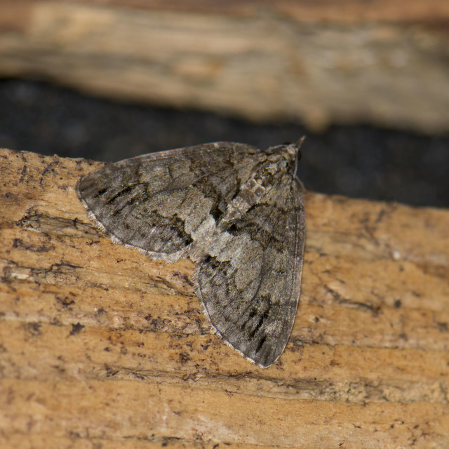 Hydriomena impluviata - égerfa-araszoló
