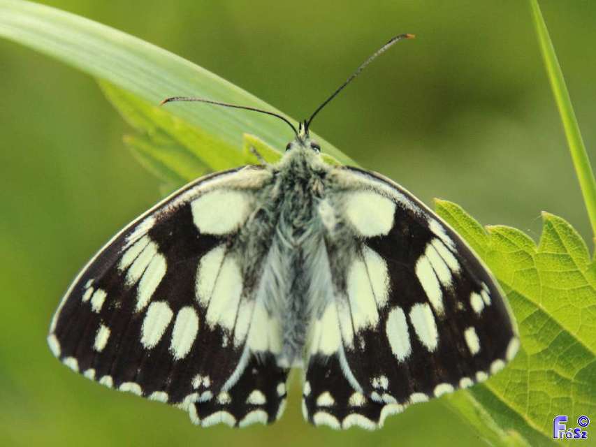 Melanargia galathea - sakktáblalepke