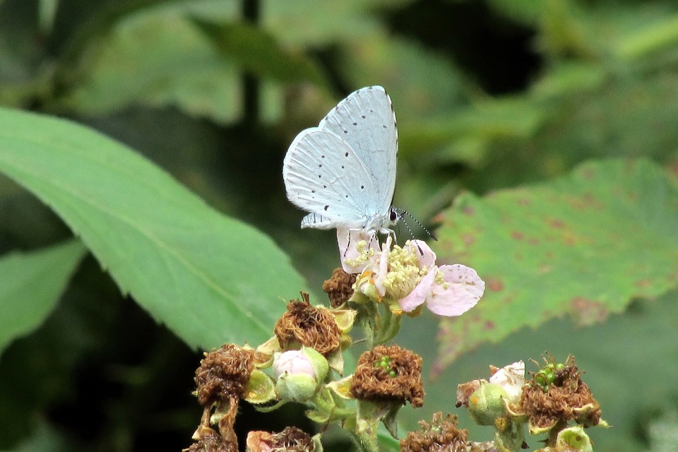 Celastrina argiolus - bengeboglárka