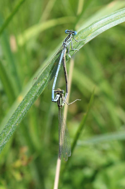 Platycnemis pennipes - széleslábú szitakötő