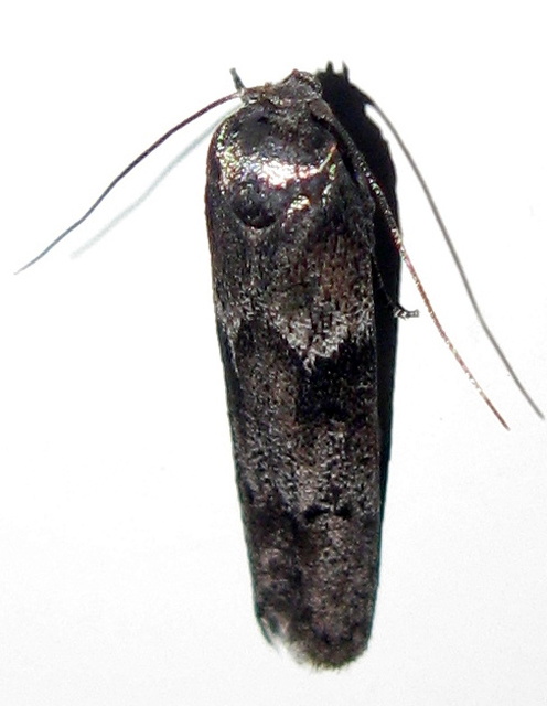Blastobasis glandulella - erdei avarevőmoly