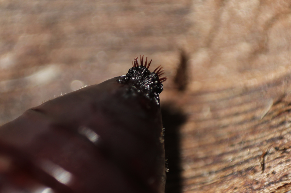 Arctia caja - közönséges medvelepke