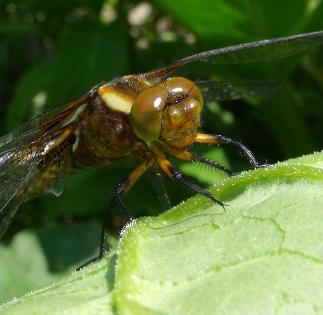 Libellula depressa - széles laposacsa