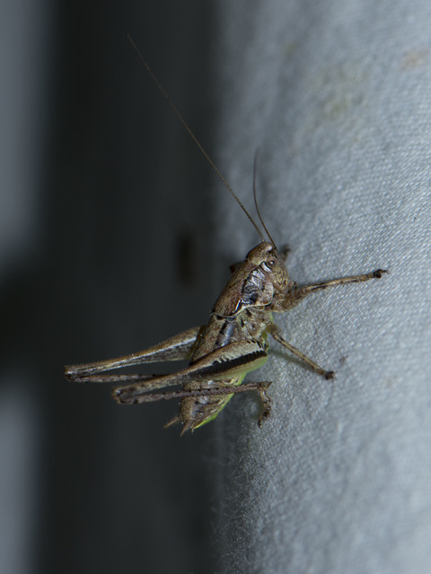 Pholidoptera griseoaptera - szürke avarszöcske Pholidoptera griseoaptera - szürke avarszöcske