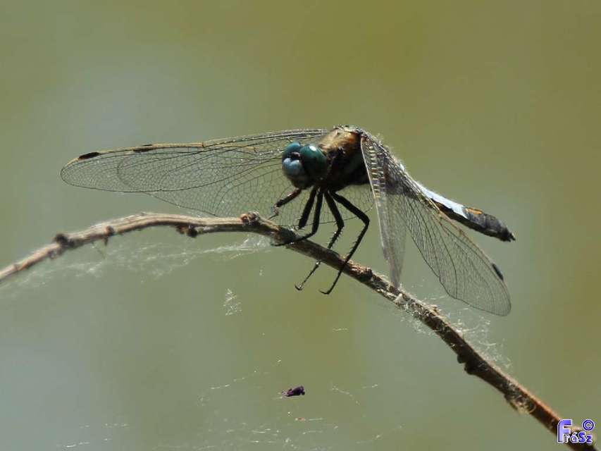 Orthetrum cancellatum - feketefarkú pásztorszitakötő