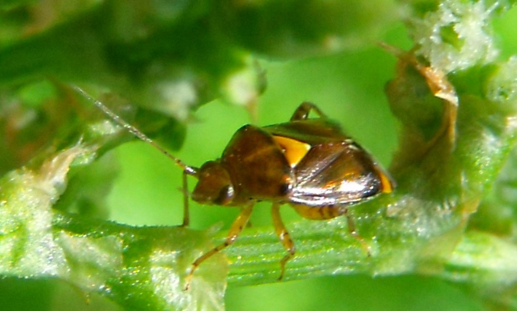 Deraeocoris lutescens - sárgás mezeipoloska
