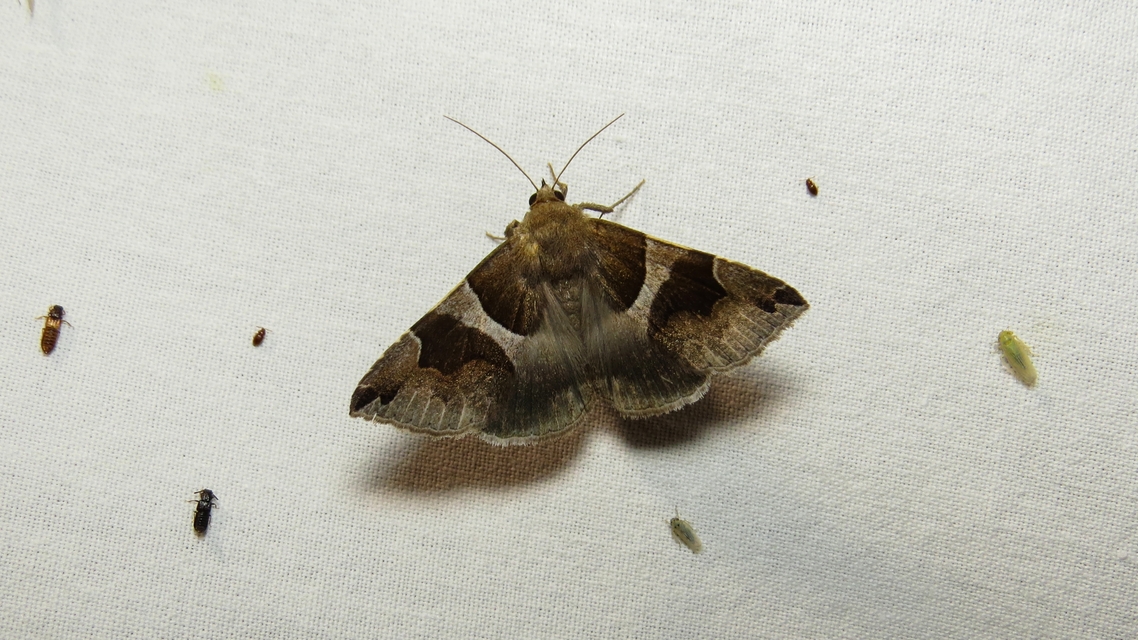 Dysgonia algira - déli porcelánbagoly