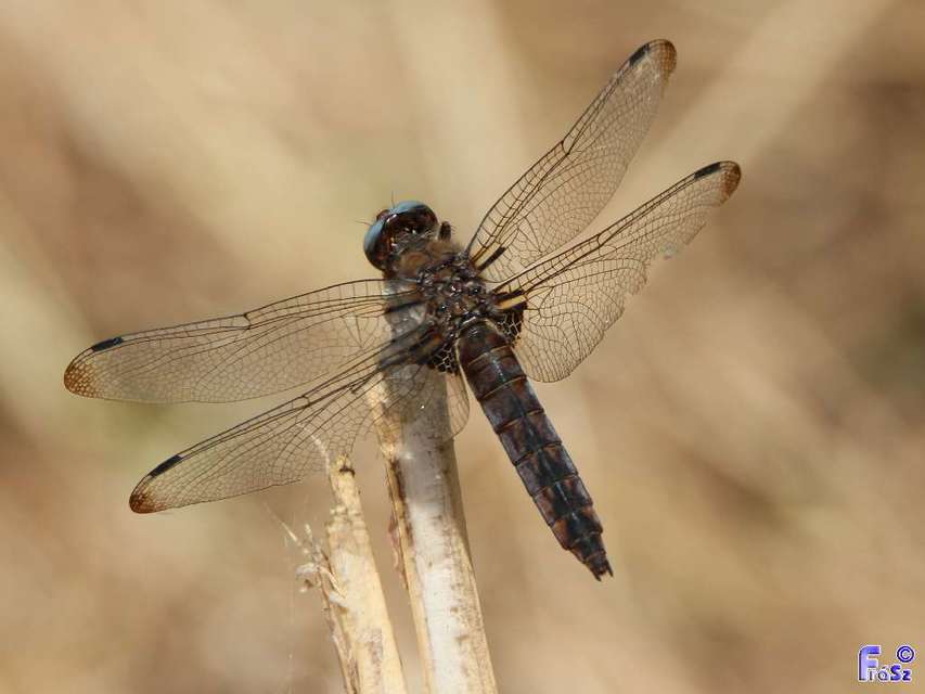 Libellula fulva - kisfoltos laposacsa
