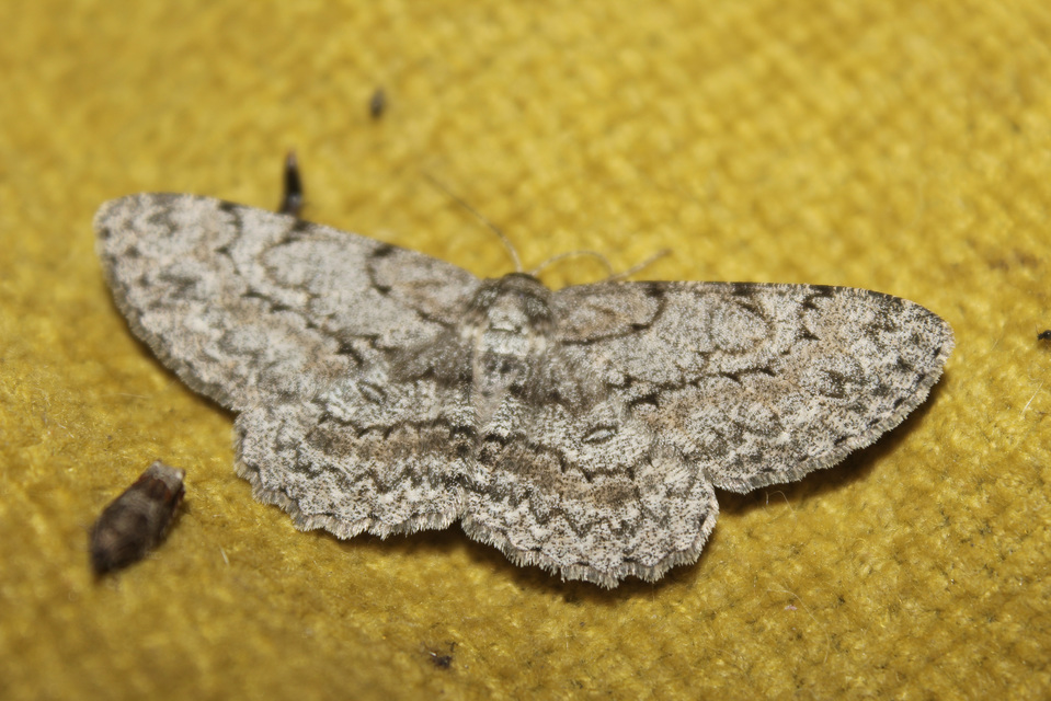 Hypomecis punctinalis - pettyes faaraszoló