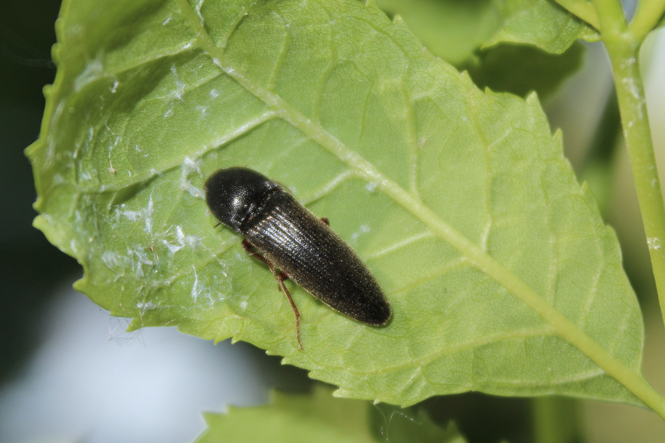 Melanotus crassicollis - vállas gyászpattanó