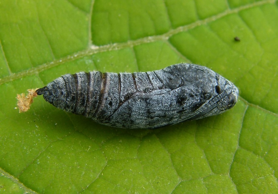 Carcharodus alceae - mályva-busalepke
