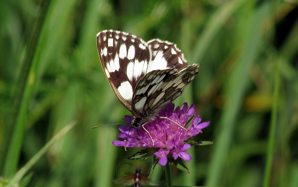 Melanargia galathea - sakktáblalepke