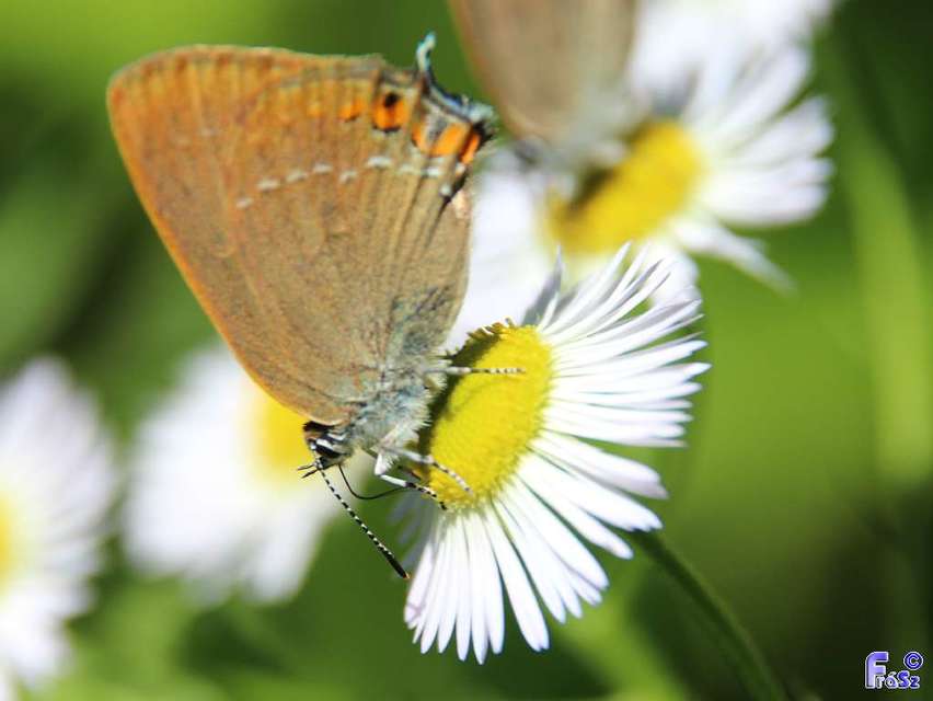 Satyrium acaciae - akác-csücsköslepke