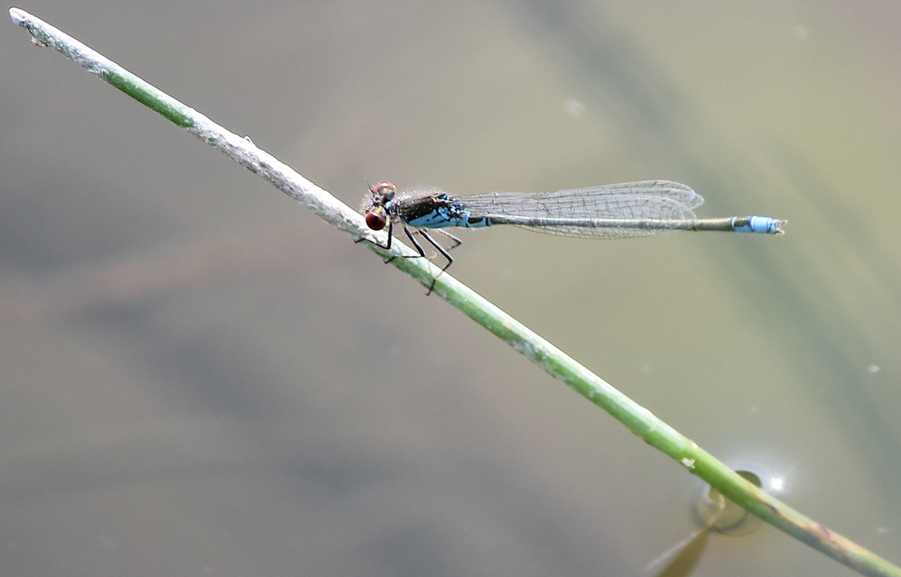Erythromma viridulum - kis pirosszemű-légivadász