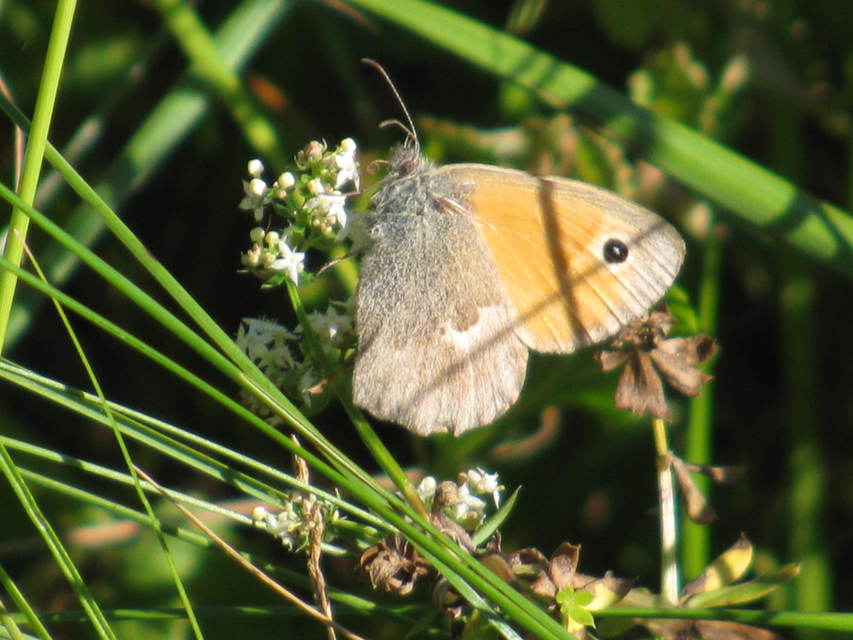 Coenonympha pamphilus - kis szénalepke