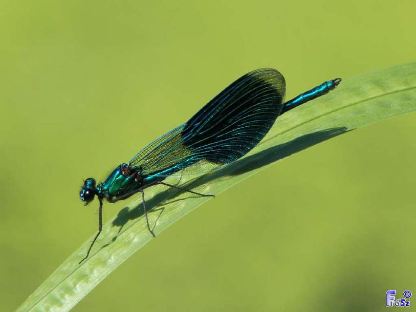 Calopteryx splendens - sávos szitakötő