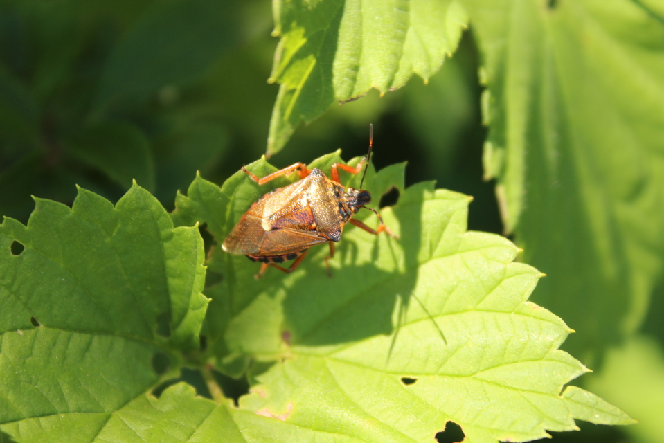 Pinthaeus sanguinipes Pinthaeus sanguinipes