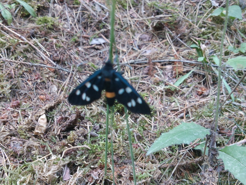 Amata phegea - fehérpettyes álcsüngőlepke