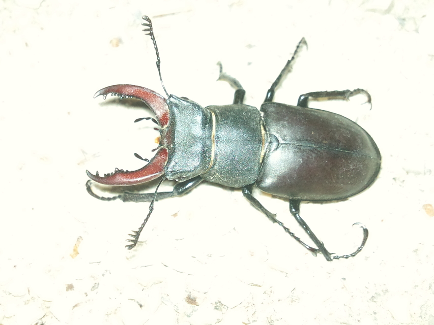 Lucanus cervus - nagy szarvasbogár