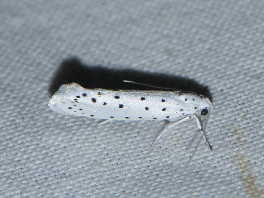 Yponomeuta