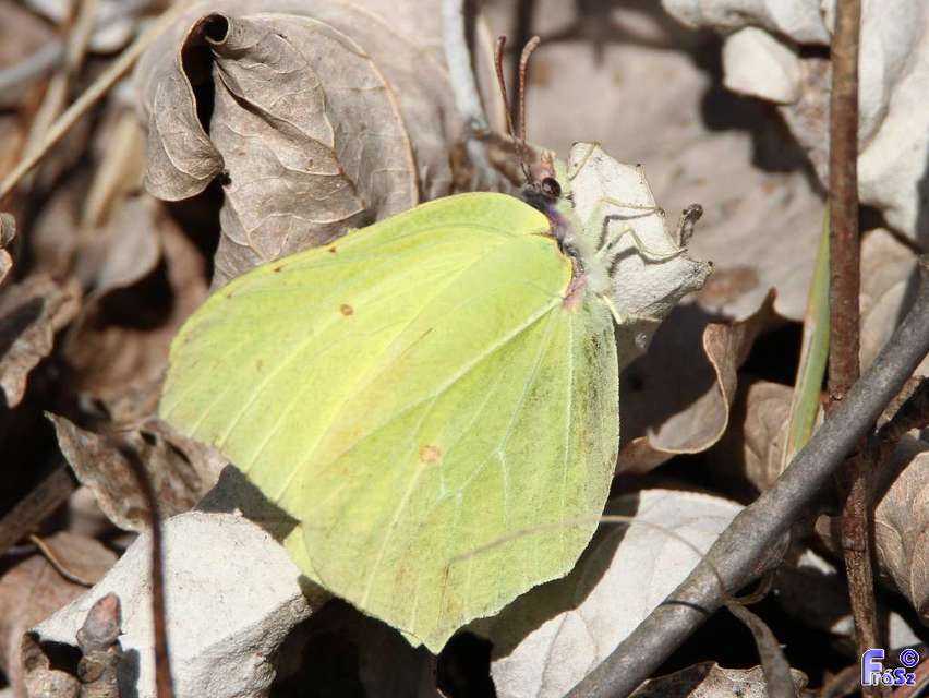 Gonepteryx rhamni - citromlepke
