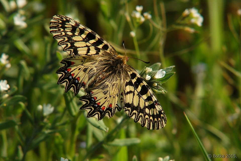 Zerynthia polyxena - farkasalmalepke
