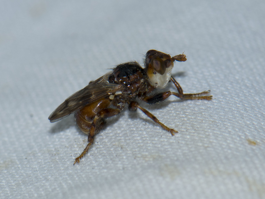 Conopidae - fejeslegyek