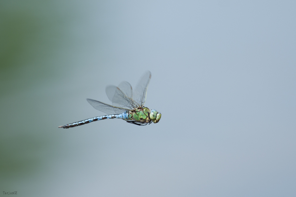 Anax imperator - zöld óriásacsa