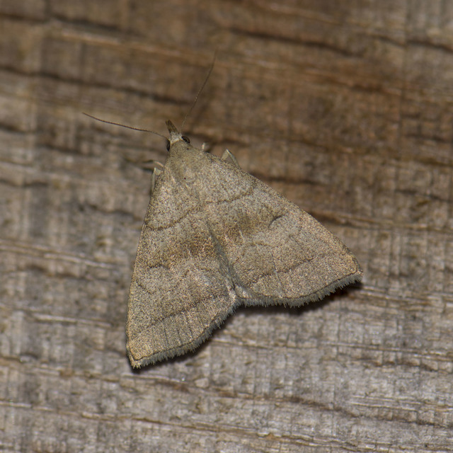 Herminia tarsicrinalis - szőröslábú karcsúbagoly