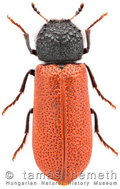 Bostrichus capucinus - piros csuklyásszú