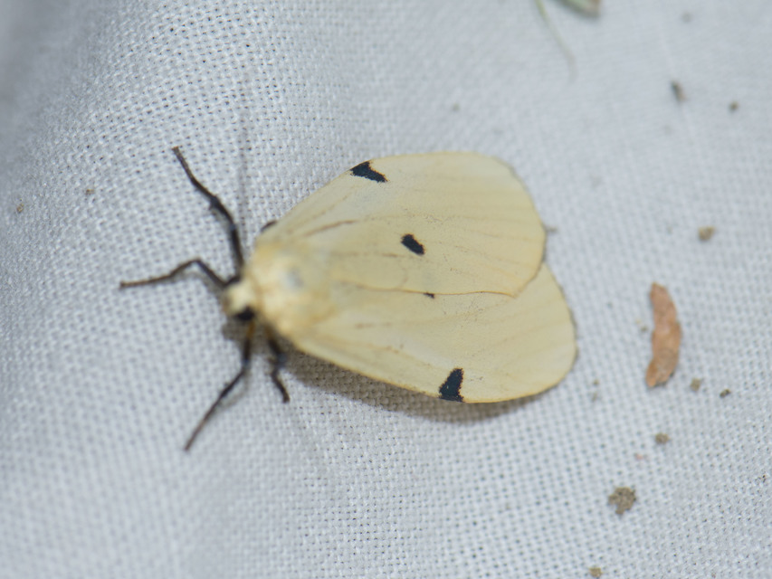 Lithosia quadra - négypettyes zuzmószövő