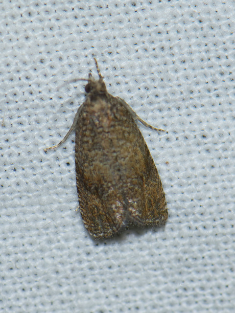 Olethreutinae