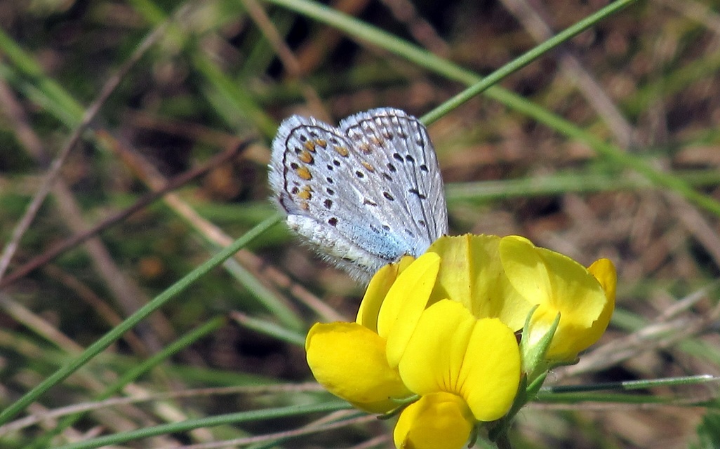 Polyommatus icarus - közönséges boglárka