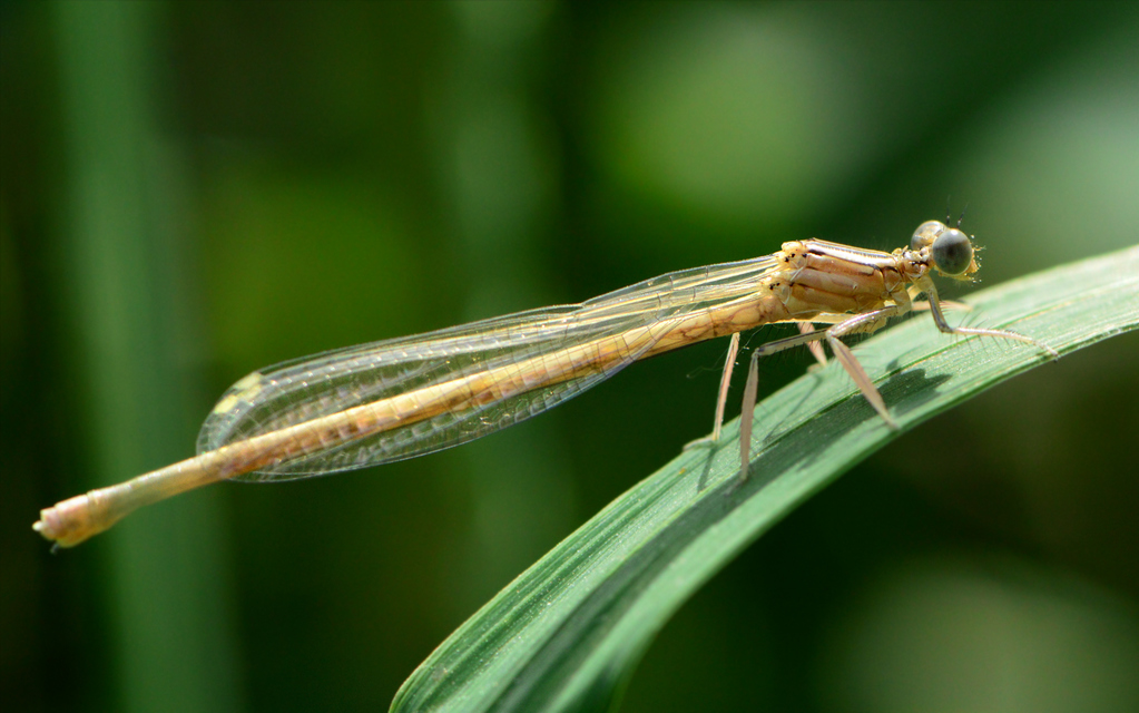 Platycnemis pennipes - széleslábú szitakötő